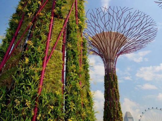Stunning Super Forest In Singapore