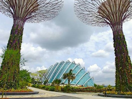 Stunning Super Forest In Singapore