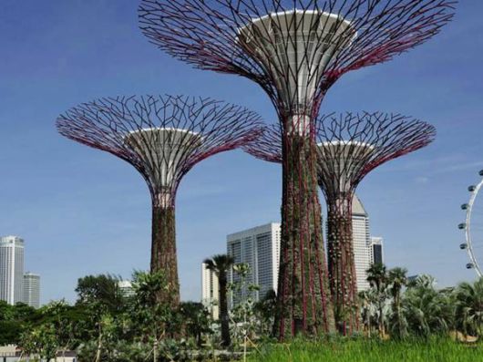 Stunning Super Forest In Singapore