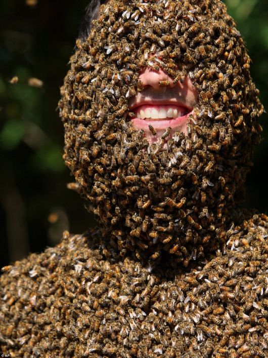 Crazy Beards Of Bees Competition