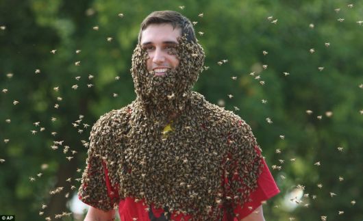 Crazy Beards Of Bees Competition