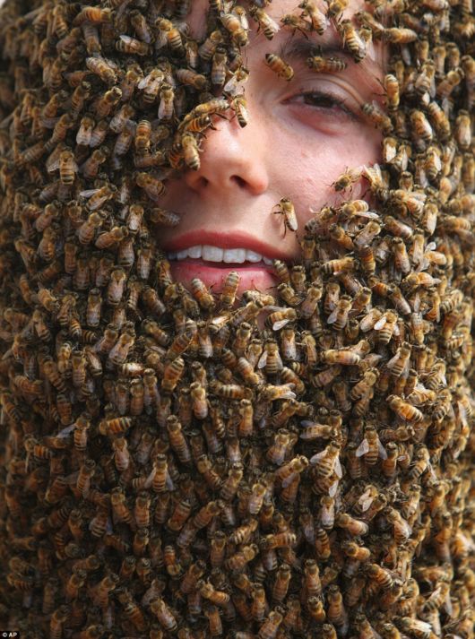 Crazy Beards Of Bees Competition
