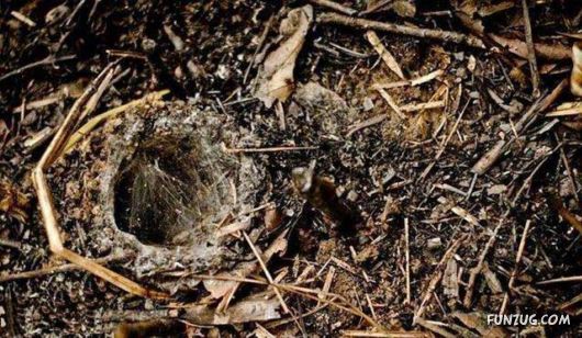 Children In Cambodia Eat Spiders