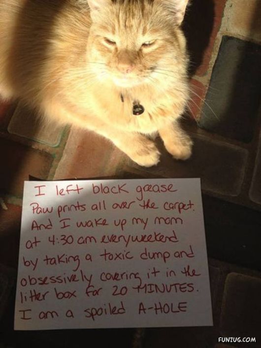 When Cats Confess For Disgraceful Acts