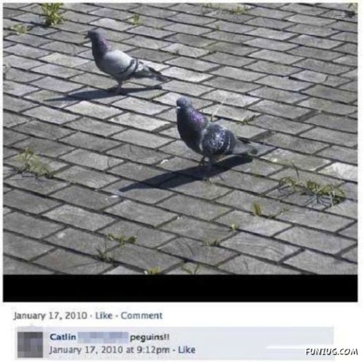 roof From Facebook That People Are Idiots