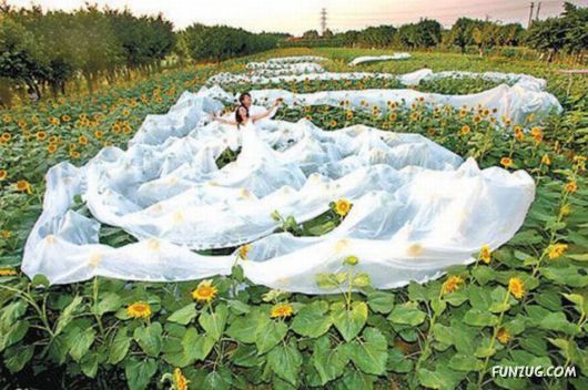 Hilarious Wedding Dresses