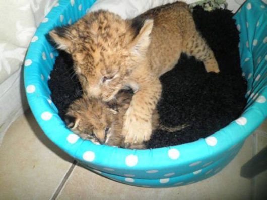 An Unusual Guest House In South Africa