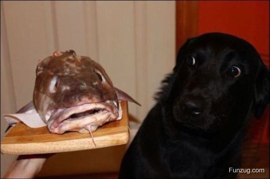 Whoa Dude! (Crazy Pictures)