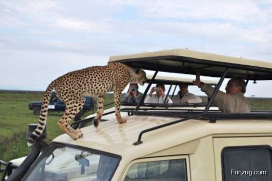 Whoa Dude! (Crazy Pictures)