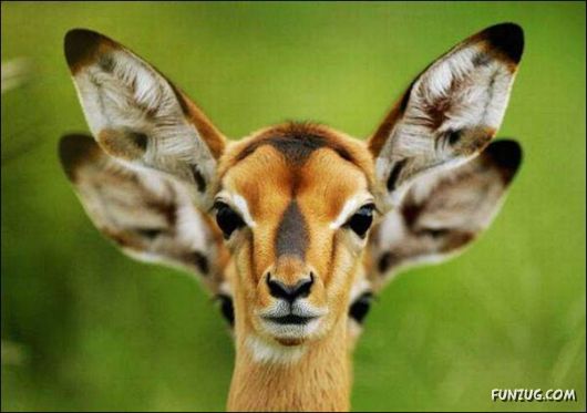 Cool Funny Pictures To Make You Smile