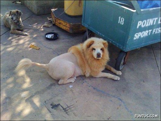 Cool Funny Pictures To Make You Smile