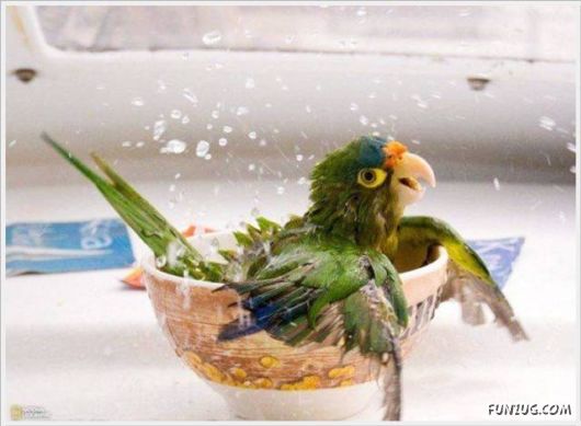 Cool Funny Pix Of The Day