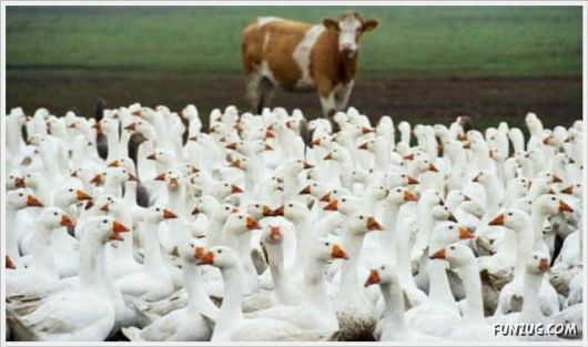 Cool Funny Pix Of The Day