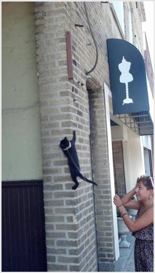 Funny Cool Pix Collection