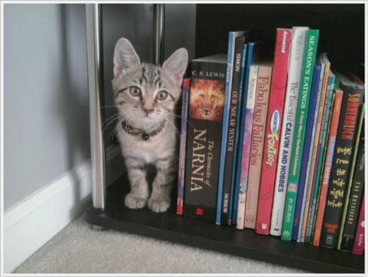 Funny Cool Pix Collection