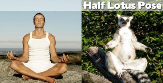 Funny Yoga Positions With Animals