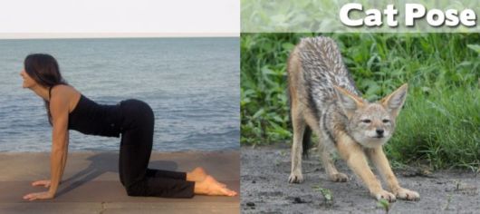 Funny Yoga Positions With Animals
