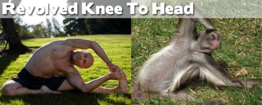 Funny Yoga Positions With Animals