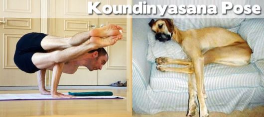 Funny Yoga Positions With Animals