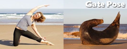 Funny Yoga Positions With Animals