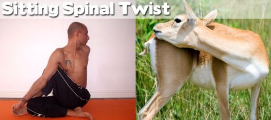 Funny Yoga Positions With Animals