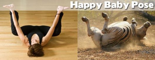 Funny Yoga Positions With Animals