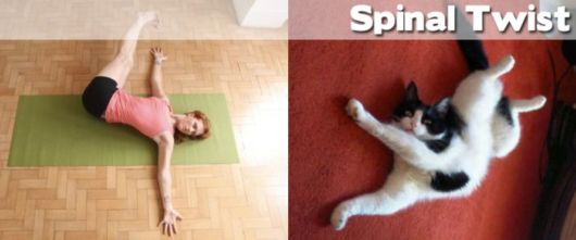 Funny Yoga Positions With Animals