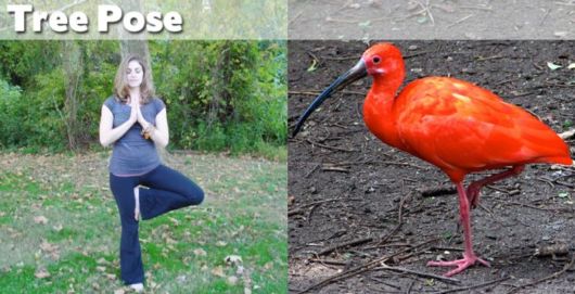 Funny Yoga Positions With Animals