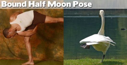 Funny Yoga Positions With Animals