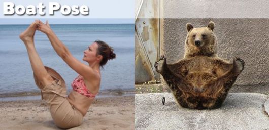 Funny Yoga Positions With Animals