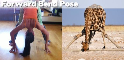 Funny Yoga Positions With Animals
