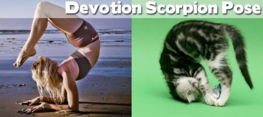 Funny Yoga Positions With Animals