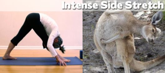 Funny Yoga Positions With Animals