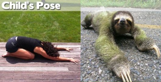 Funny Yoga Positions With Animals