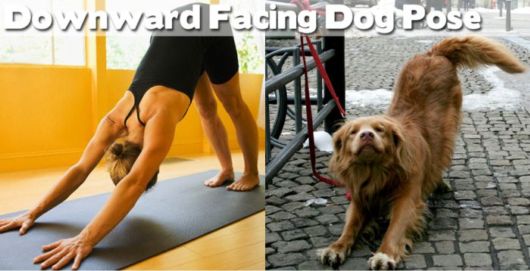 Funny Yoga Positions With Animals