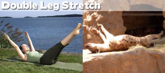 Funny Yoga Positions With Animals