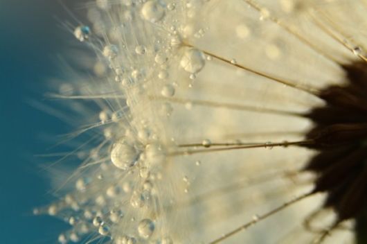 Beautiful Drops Of Dew On Dandelions