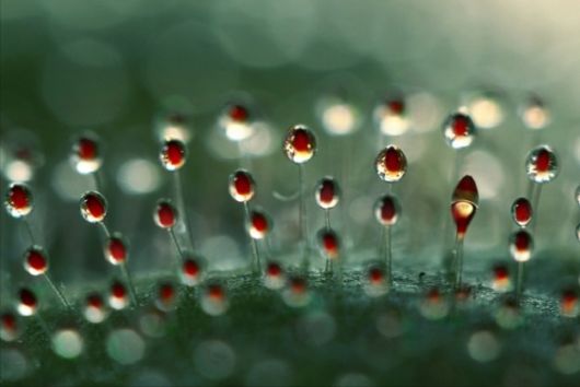 Beautiful Drops Of Dew On Dandelions