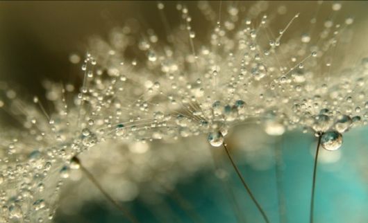 Beautiful Drops Of Dew On Dandelions
