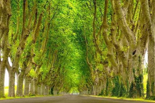 Beautiful Fairy Tale Forest Pictures