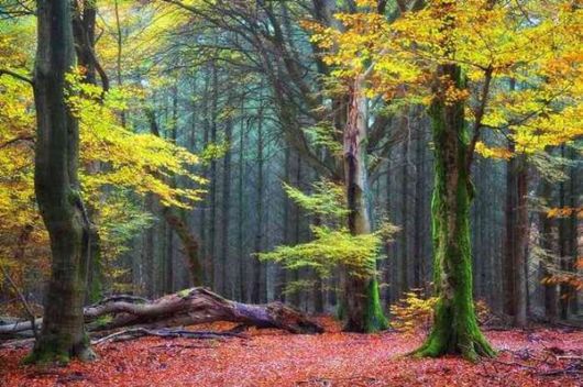 Beautiful Fairy Tale Forest Pictures