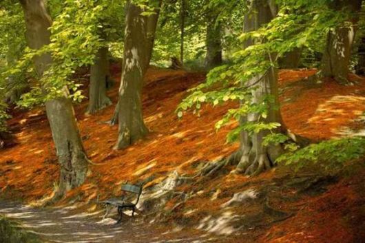 Beautiful Fairy Tale Forest Pictures