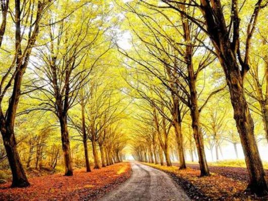 Beautiful Fairy Tale Forest Pictures | Funzug.com