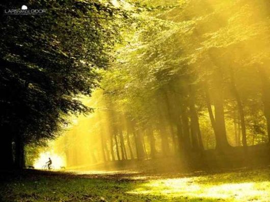 Beautiful Fairy Tale Forest Pictures