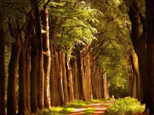 Beautiful Fairy Tale Forest Pictures