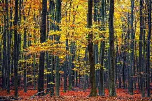 Beautiful Fairy Tale Forest Pictures