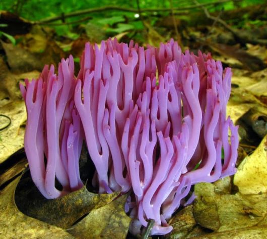 Most Fascinating Looking Fungi