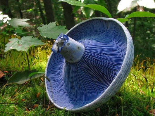 Most Fascinating Looking Fungi