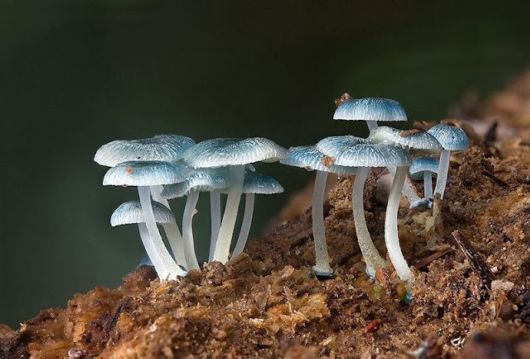 Most Fascinating Looking Fungi