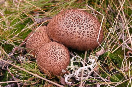 Most Fascinating Looking Fungi